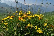 18 Fiori di ginestrino con vista verso i monti dei Laghi Gemelli